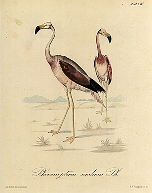 Phoenicopterus-andinus-Philippi-1860