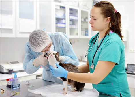 Medicina Veterinaria: la carrera perfecta para quienes aman a los animales  – 